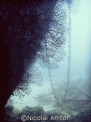 Shot at the wreck of 'Sharkem' by Nicolai Amter 
